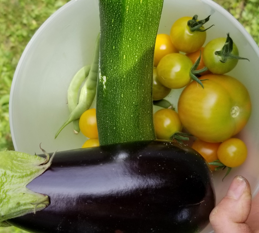 Eggplant, tomatoes, zucchini, and green beans in a bowl, harvested from the garden.