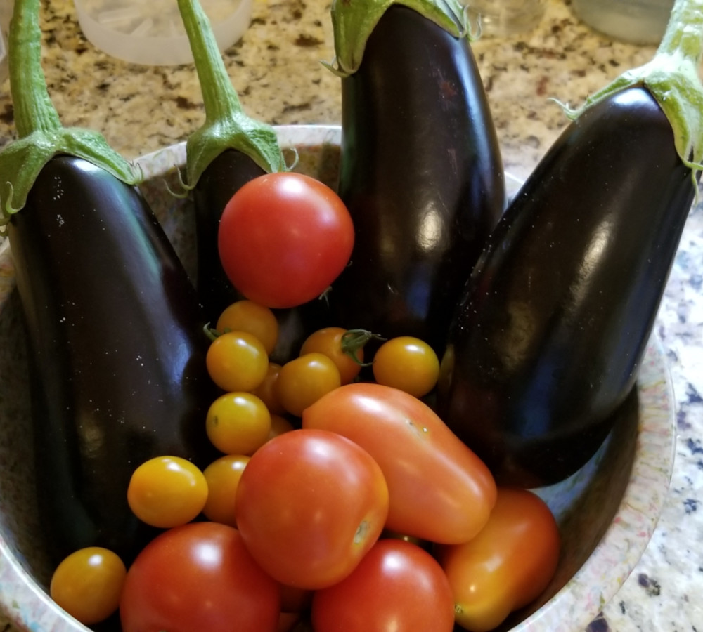 Eggplant and tomatoes freshly harvested from the garden