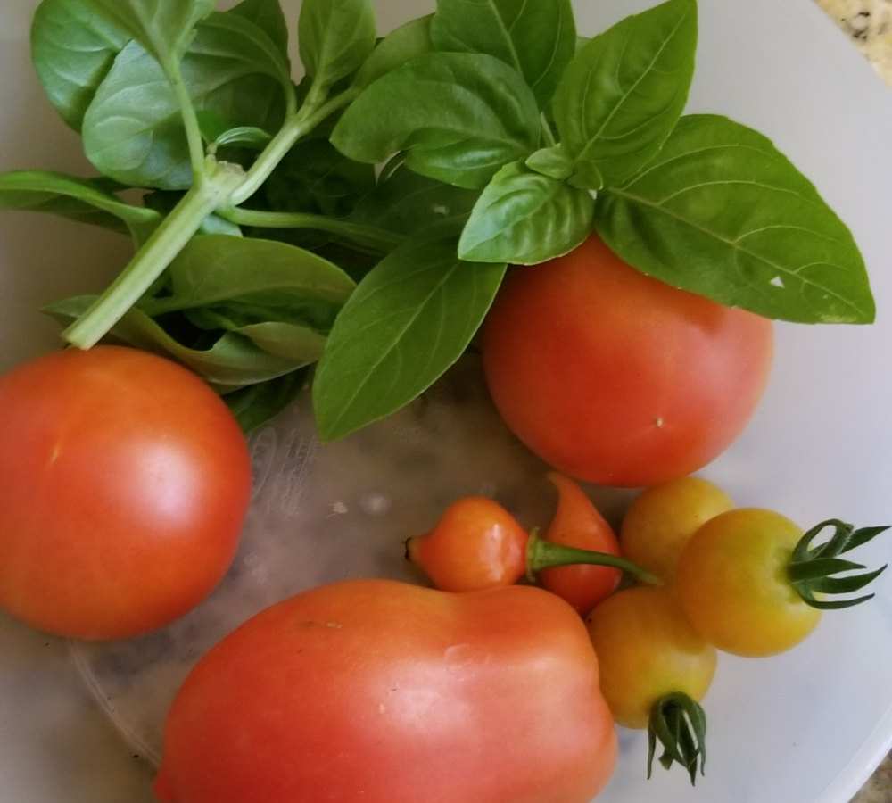 Freshly harvested basil and tomatoes in a bowl.