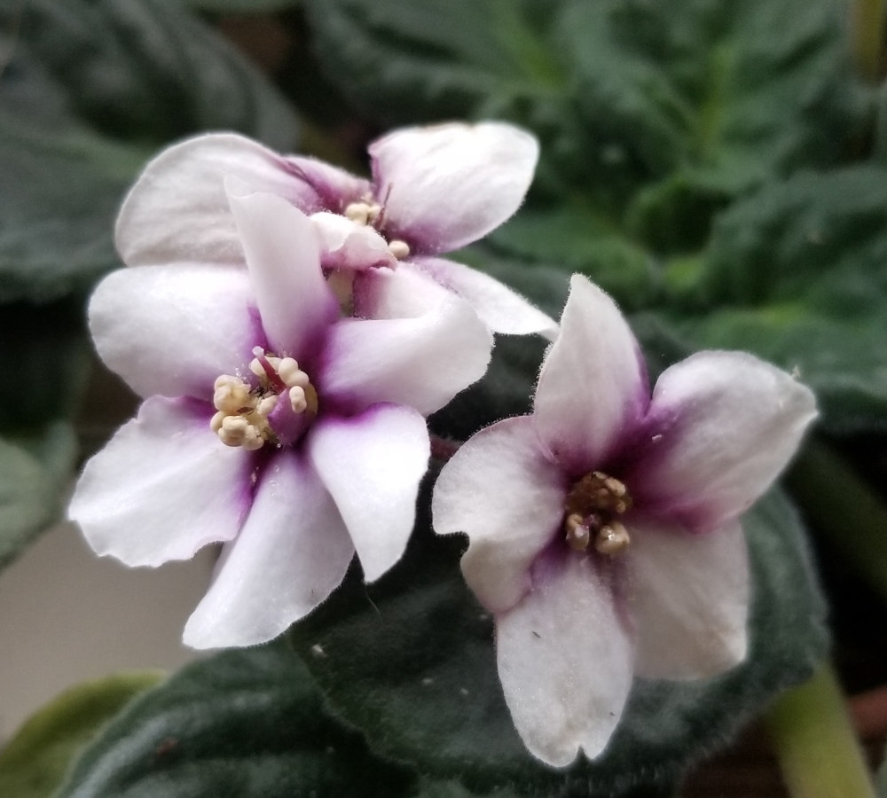A close up of purple and white african violet flowers.
