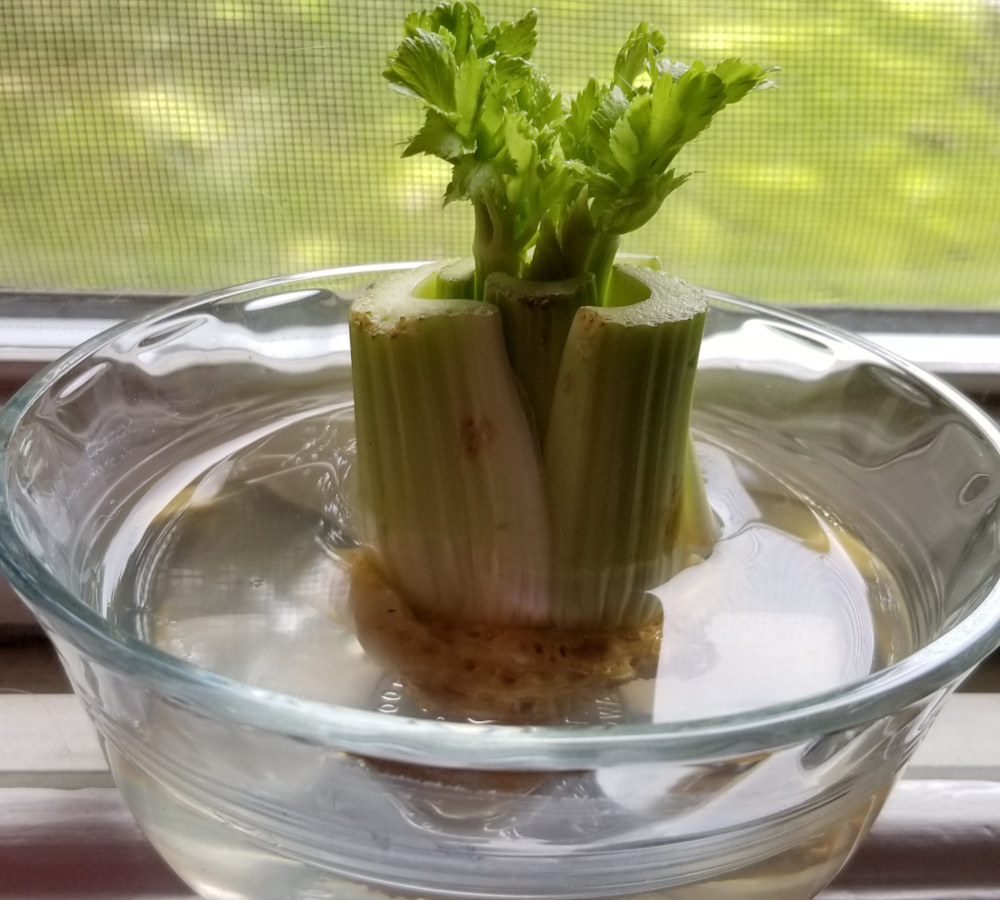 The celery plant getting taller. 
