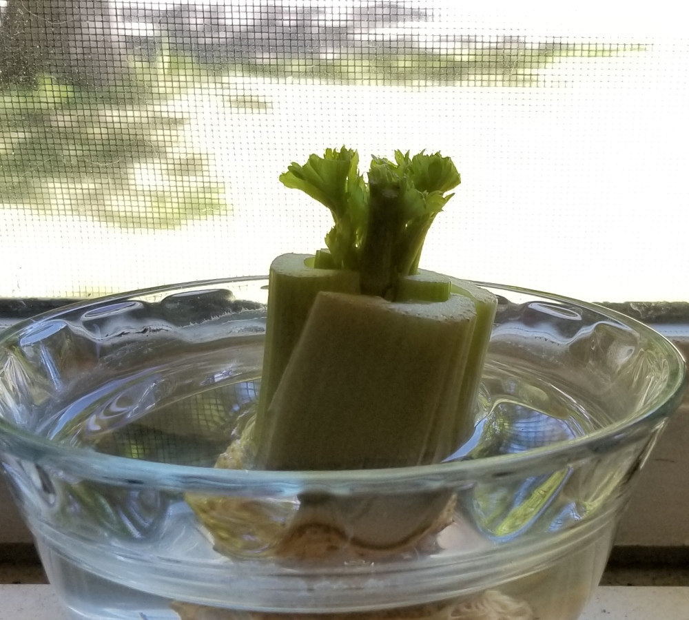 A freshly cut celery plant, just starting to regrow. 