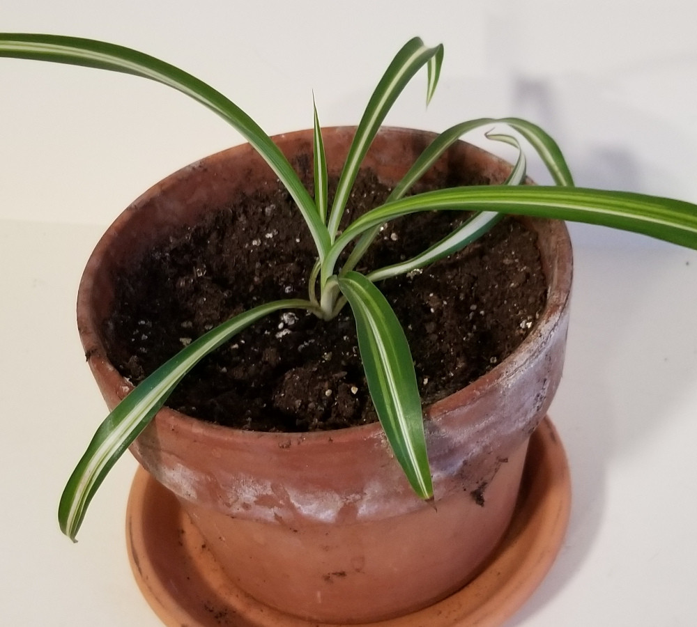 A small spider plant in a terra cotta pot.