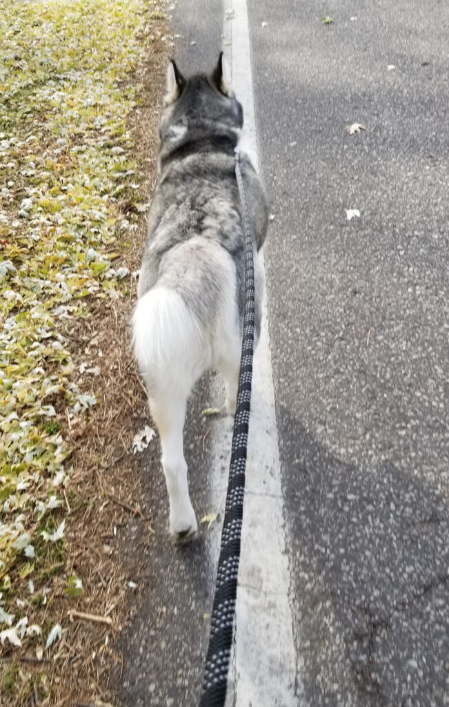 A husky on a walk, from leash holder perspective