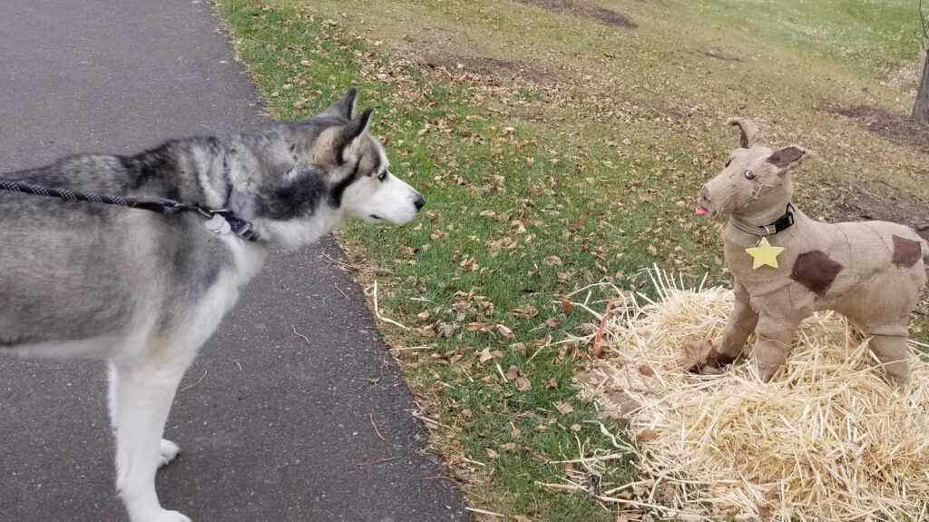 A husky staring at a crafted dog