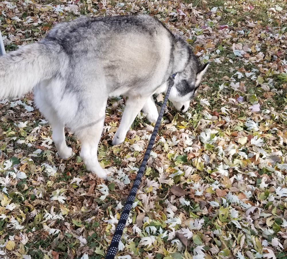 A husky sniffing the leaves on a walk