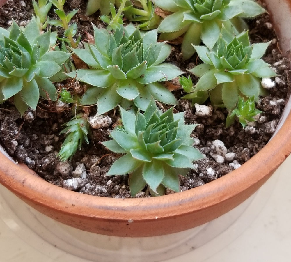 Several hens and chicks in a terra cotta pot.