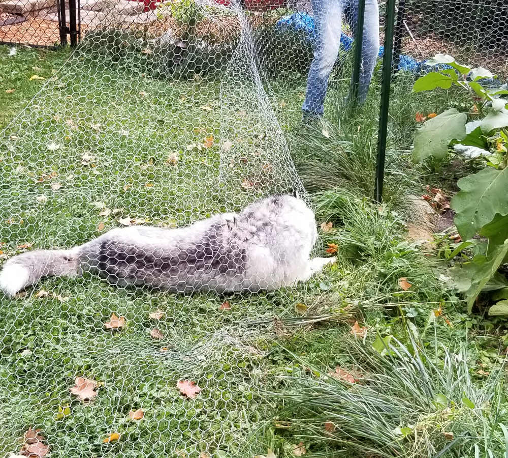 Iko the husky laying on chicken wire that is being hung for fencing. 