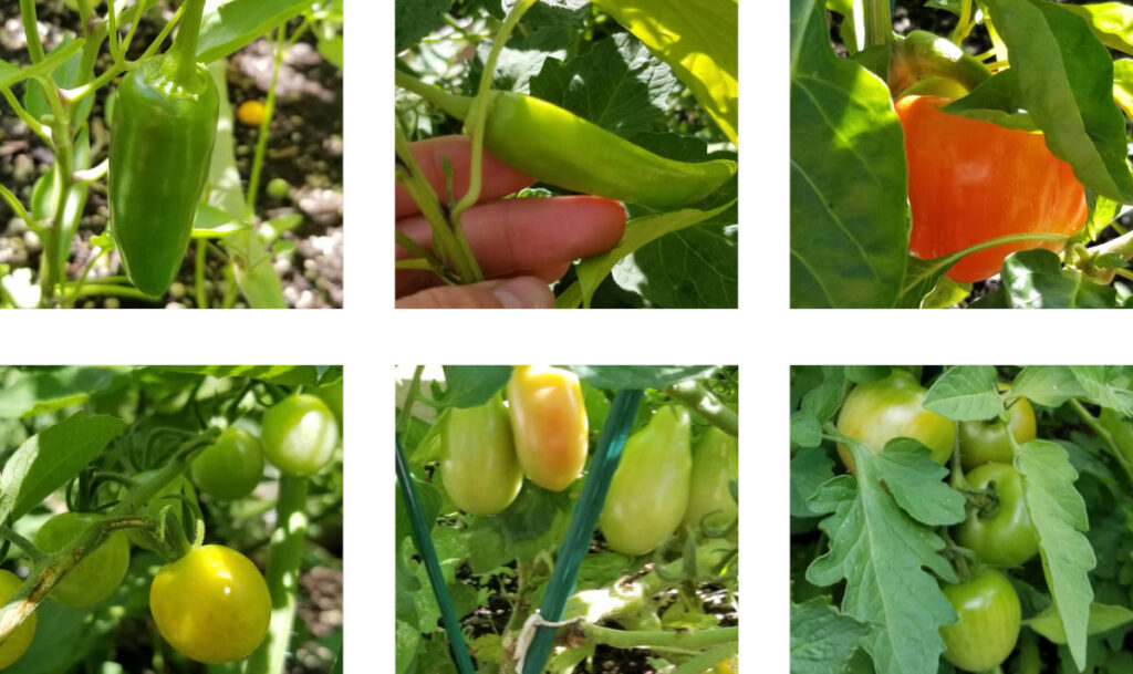A 6 panel image with 3 images of pepper plants on the top and 3 images of tomato plants on the bottom. 