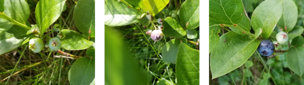 A 3 panel image showing blueberries going from green to ripe.