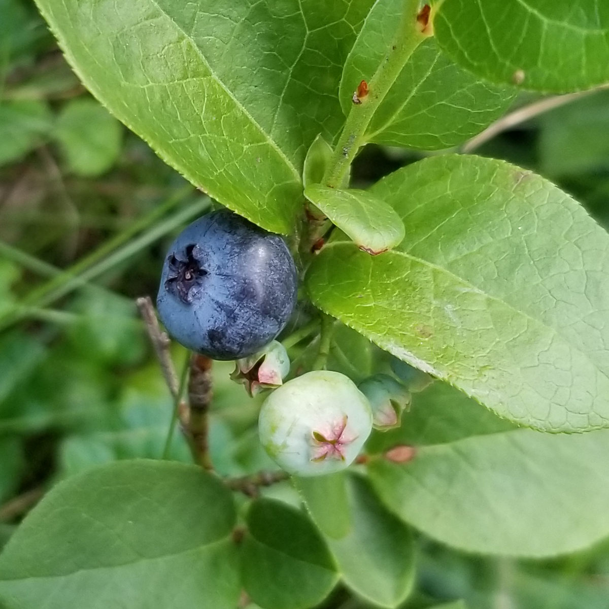 A zoomed in image of one ripe and one unripened blueberry on a plant.