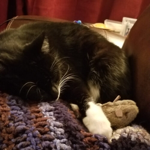 A cat sleeping on a blue and brown crocheted blanket.